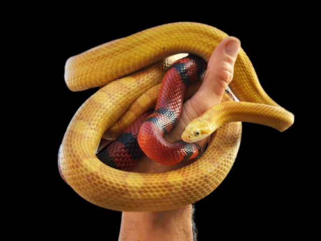 when to handle a new snake when to handle a new snake
