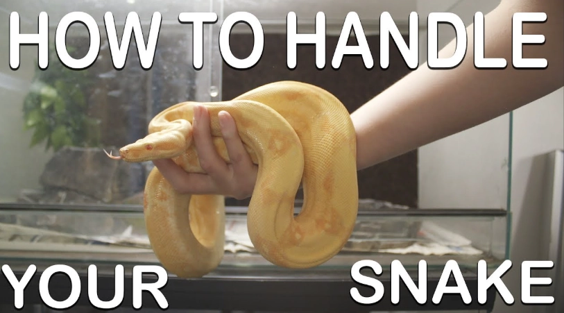 how to handle a snake for the first time
