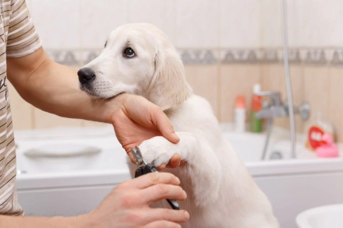 professional dog grooming tips