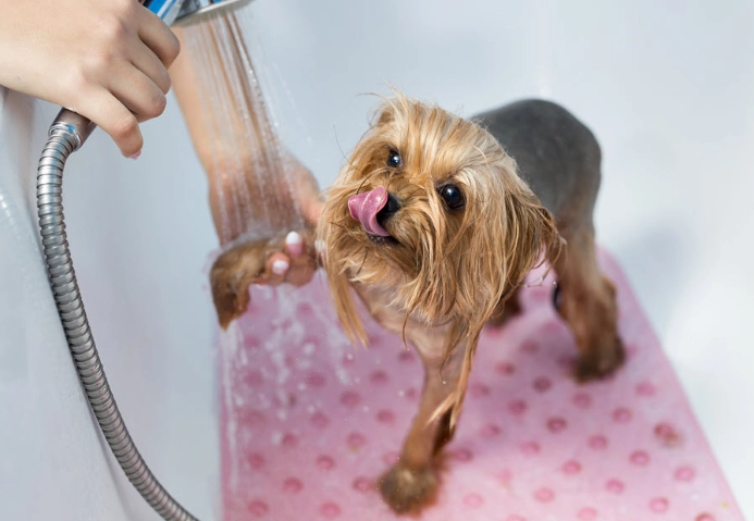 dog grooming at home