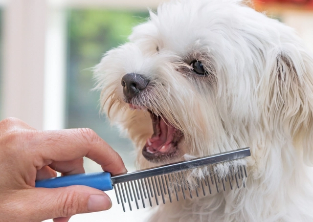 how to groom a dog at home how to groom a dog at home