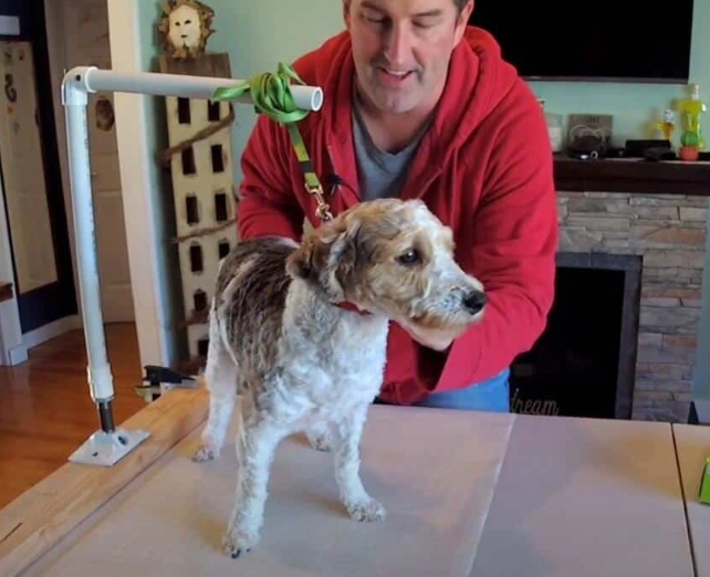 how to groom your dog