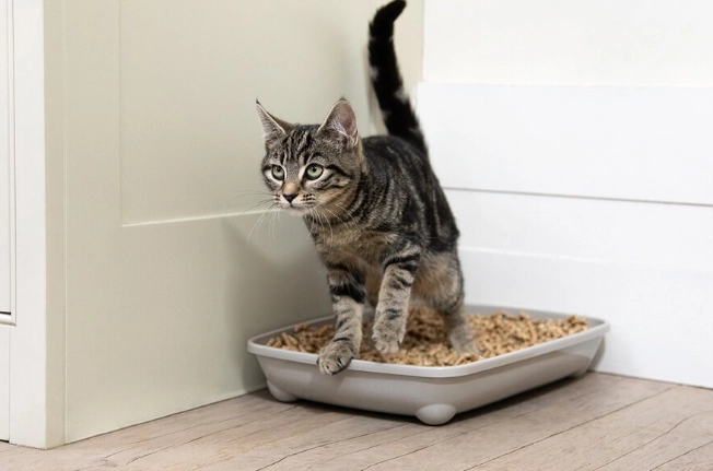 cat potty training