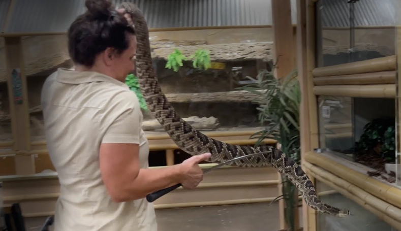 first time snake handling tips