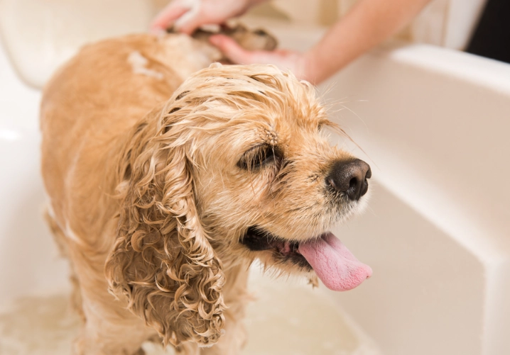 dog grooming steps dog grooming steps