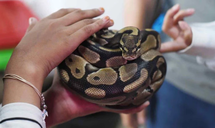 safe snake handling techniques