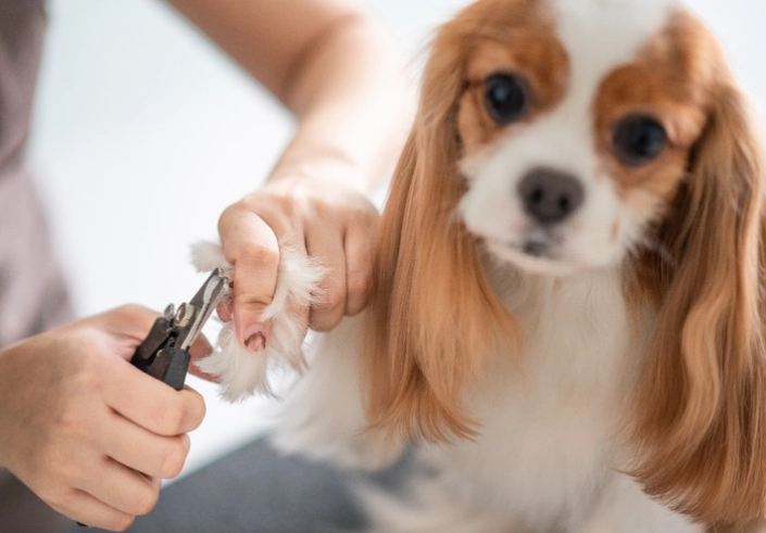 common grooming mistakes