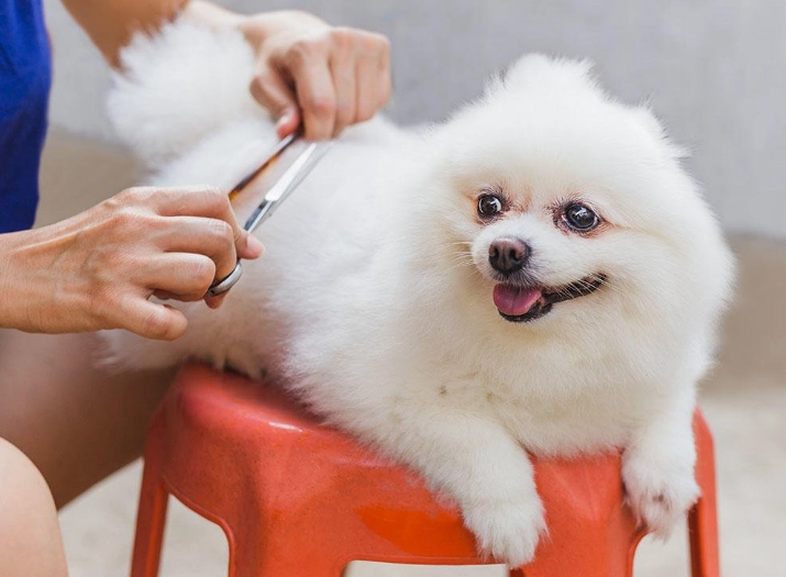 dog grooming steps dog grooming steps