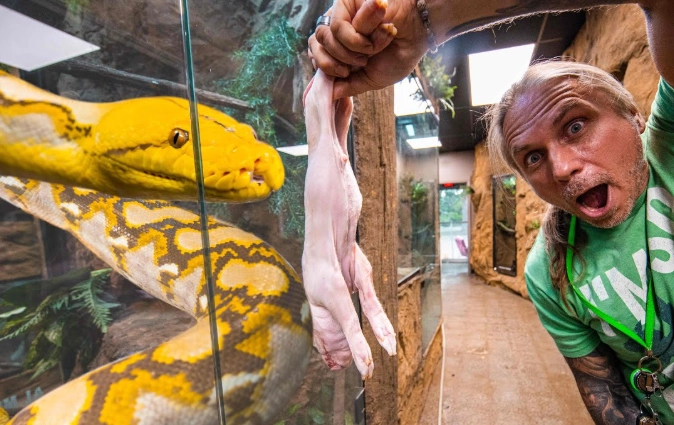 ball python handling