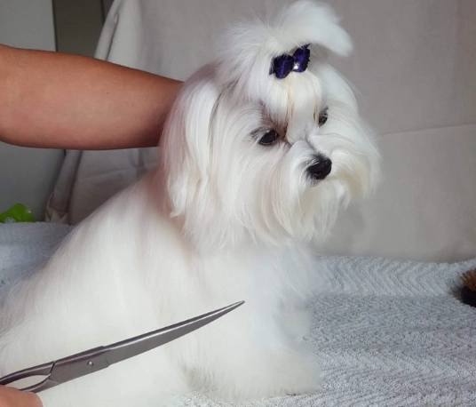 how to groom a dog at home how to groom a dog at home