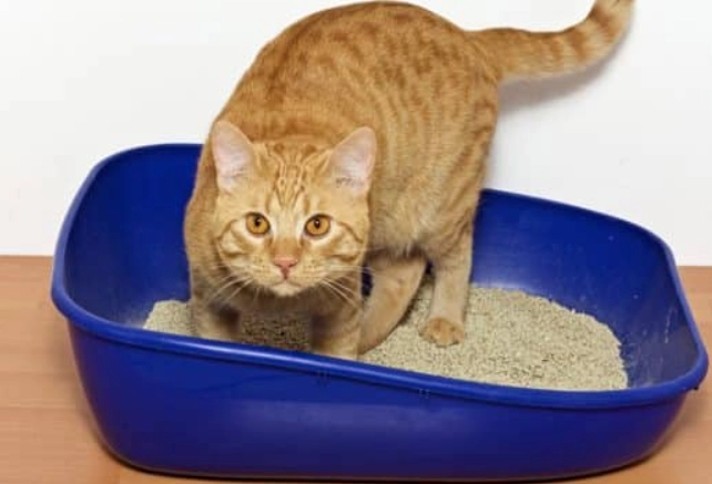 litter box training
