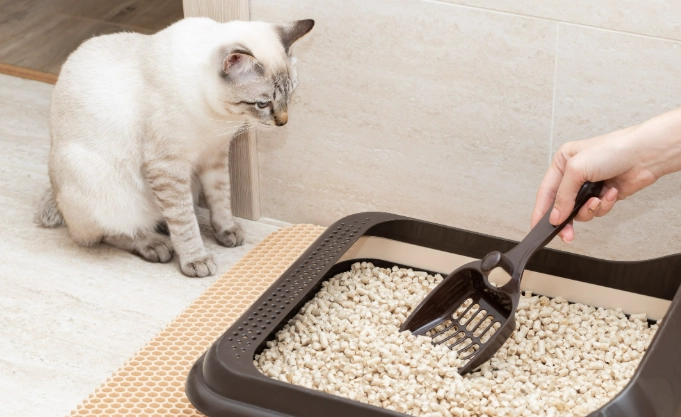 cat litter box rule