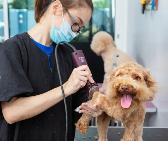 professional dog grooming tips