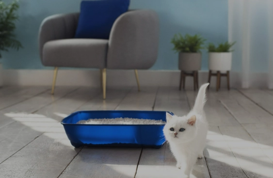 cat litter training tips cat litter training tips