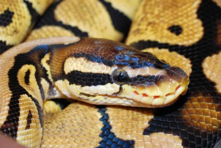 how long to wait after feeding snake