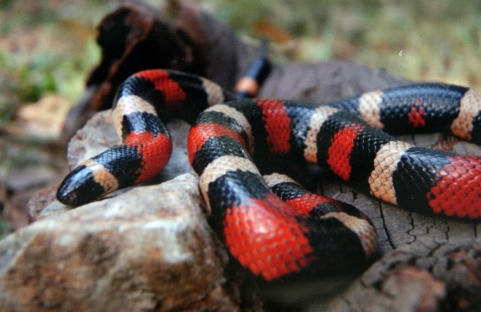are milk snakes good pets