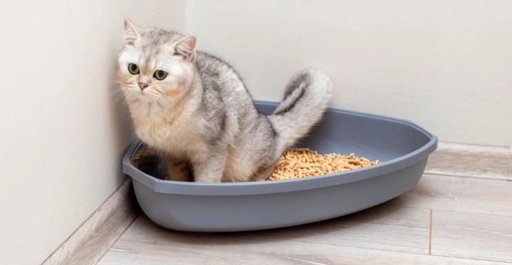 DIY cat toilet training