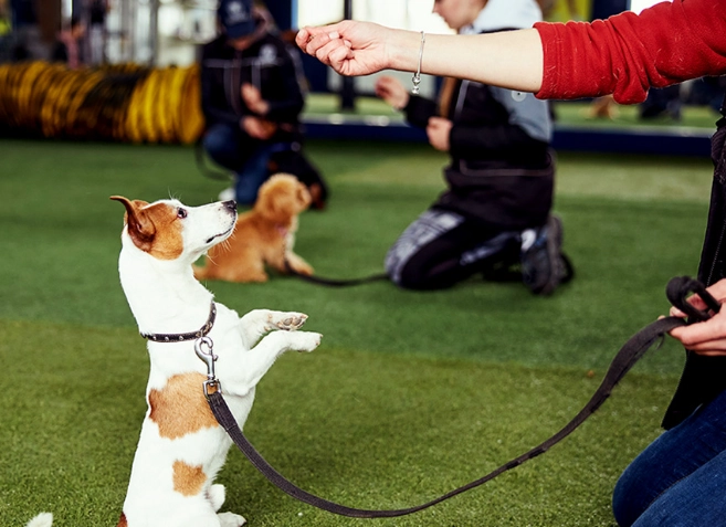 how to train a puppy