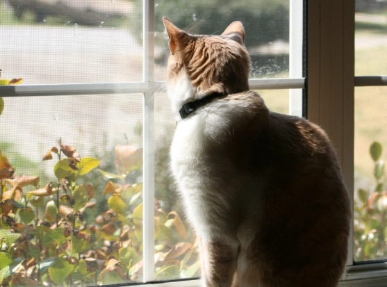 outdoor to indoor cat transition