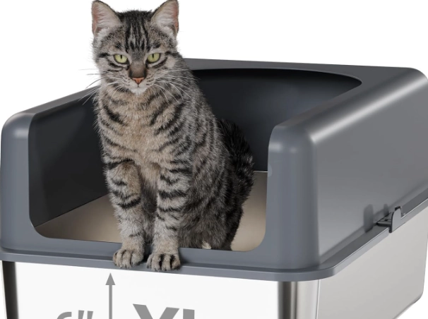 how to train cat to use litter box