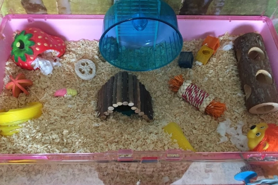 how to set up a hamster cage