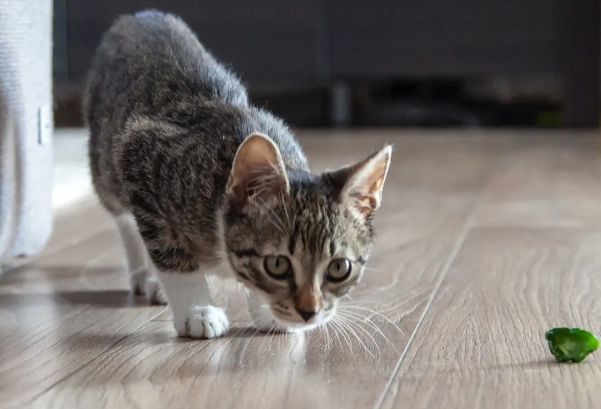 outdoor to indoor cat transition