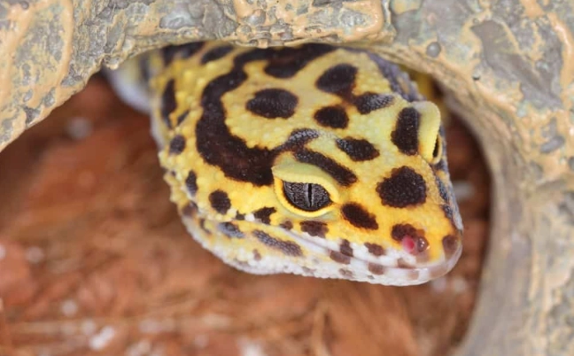 easy pet reptiles easy pet reptiles