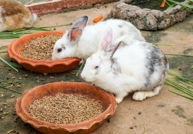 what to feed a rabbit