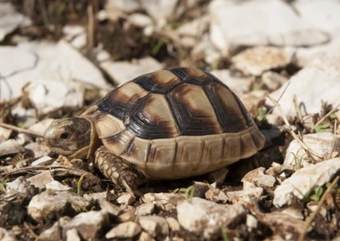 best first reptile best first reptile