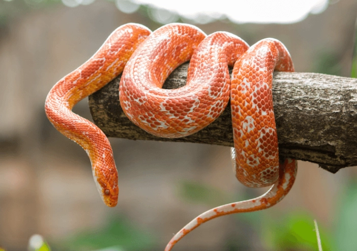 easiest snake to care for