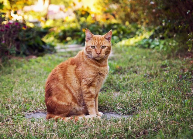 Can you potty train a cat without a litter box?