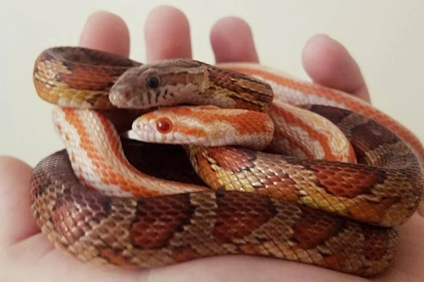 good snakes for beginners