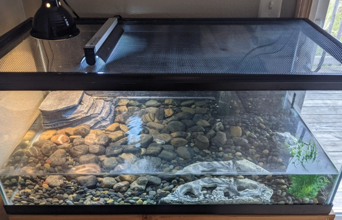 turtle tank cleaning