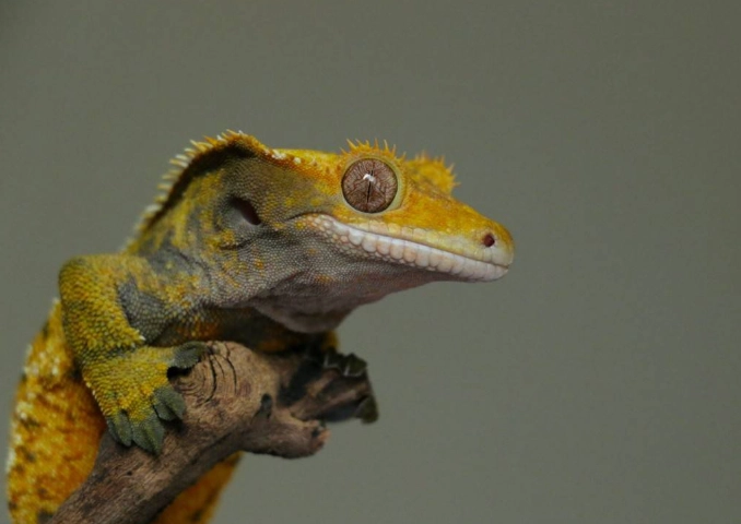 best first reptile best first reptile