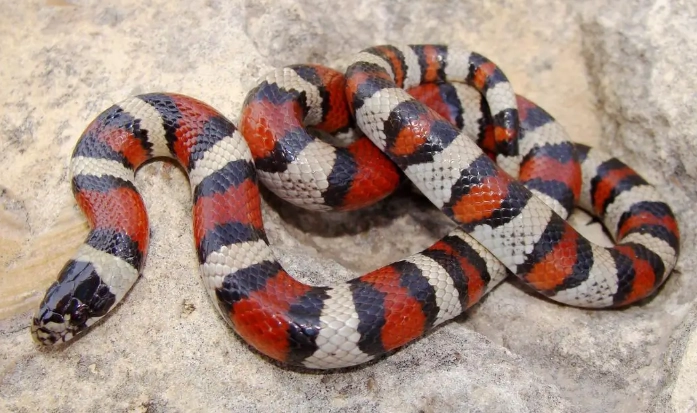 easiest snake to care for