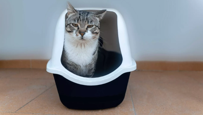 how to litter train an adult cat how to litter train an adult cat