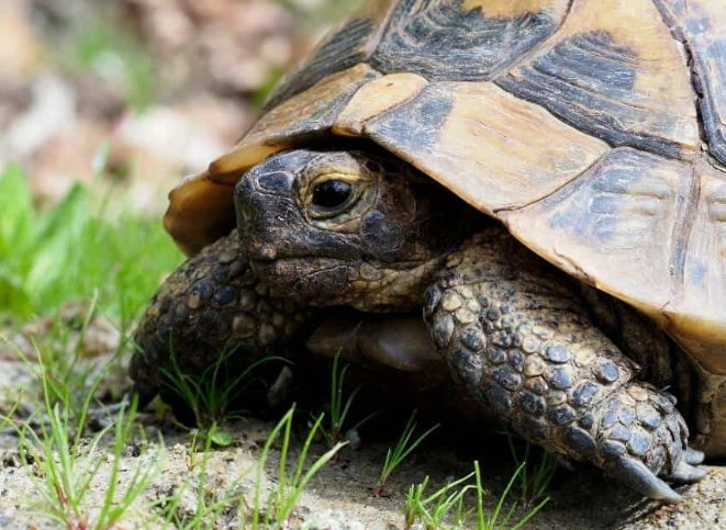 easy pet reptiles easy pet reptiles