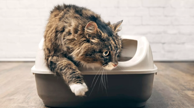 adult cat litter training adult cat litter training