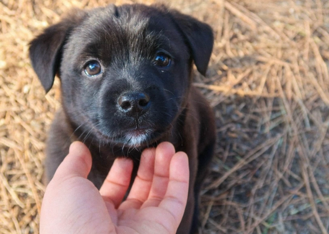 how to train a puppy
