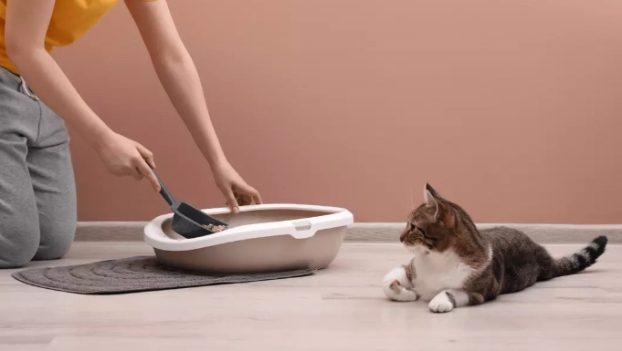 litter train adult cat litter train adult cat