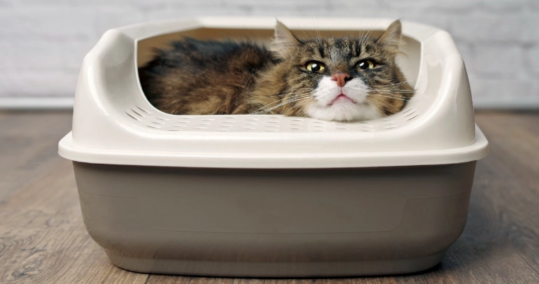 cat potty training adult cat potty training adult