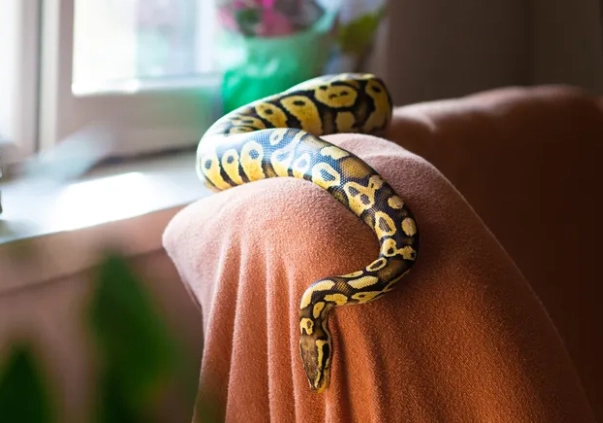 Are snakes good for beginners?
