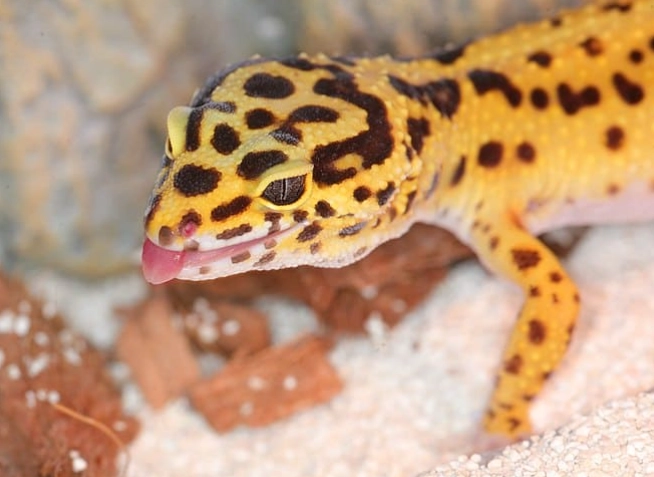 best first reptile best first reptile