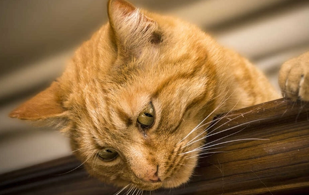 keeping outdoor cats inside