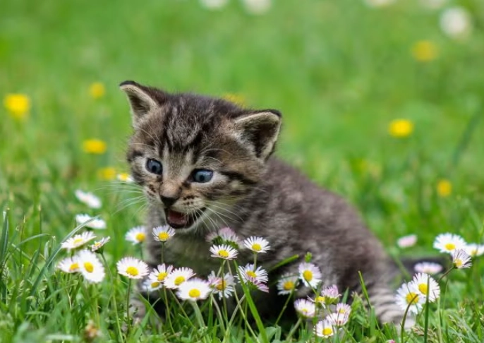 outdoor to indoor cat transition