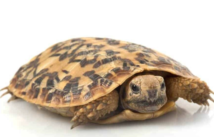 easy pet reptiles easy pet reptiles