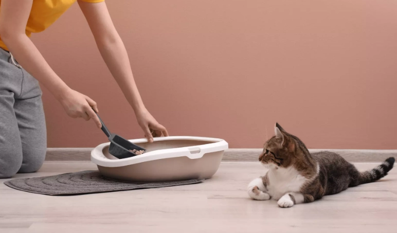 litter box train adult cat litter box train adult cat