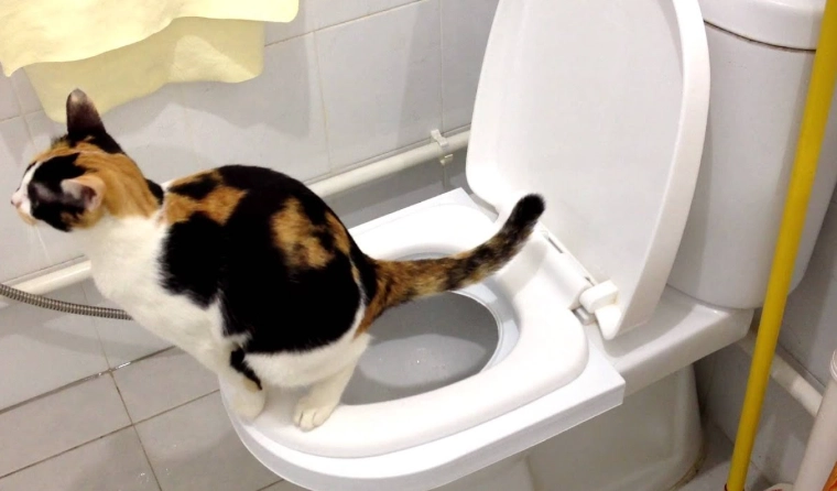 human toilet for cats
