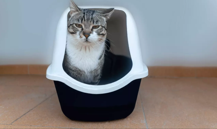 litter box train adult cat litter box train adult cat