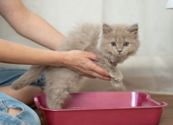 cat litter box alternatives cat litter box alternatives